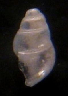 Odostomia scalaris? Tarifa ariva